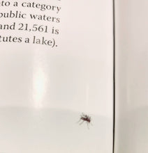 Load image into Gallery viewer, Hooray for Minnesota Lakes! For all Ages